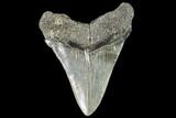 Fossil Megalodon Tooth - Georgia #104567-2